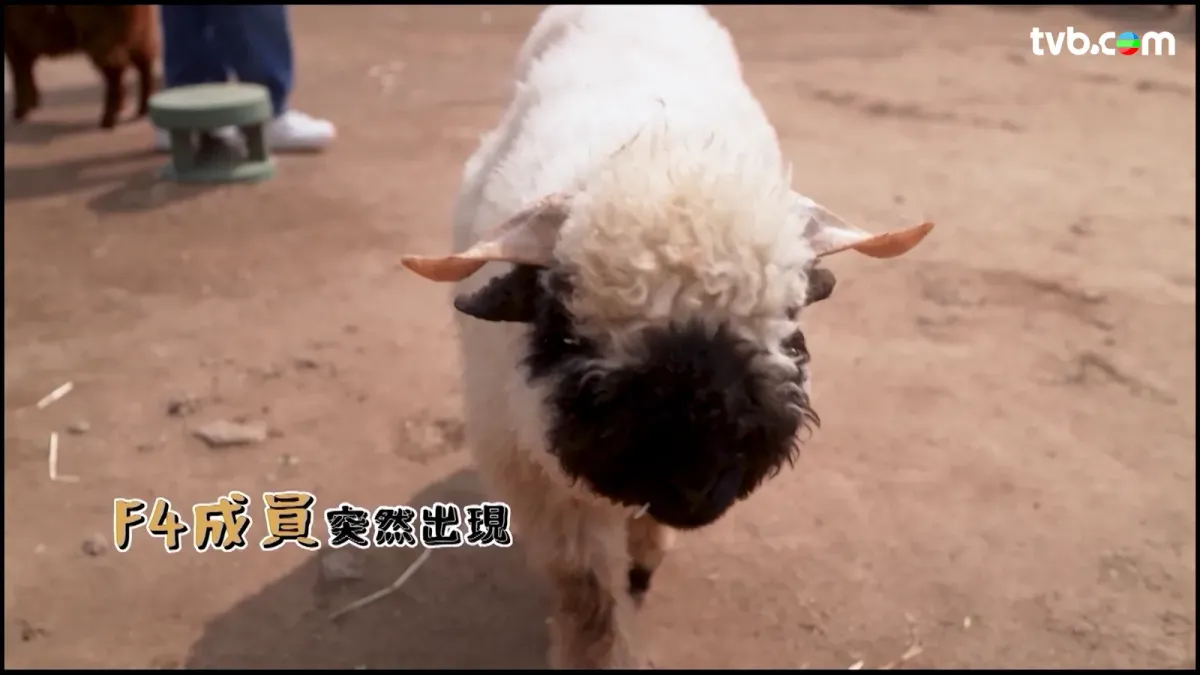 aebe2e31-3458-4a3a-a1c8-6e88ad833432.png.webp