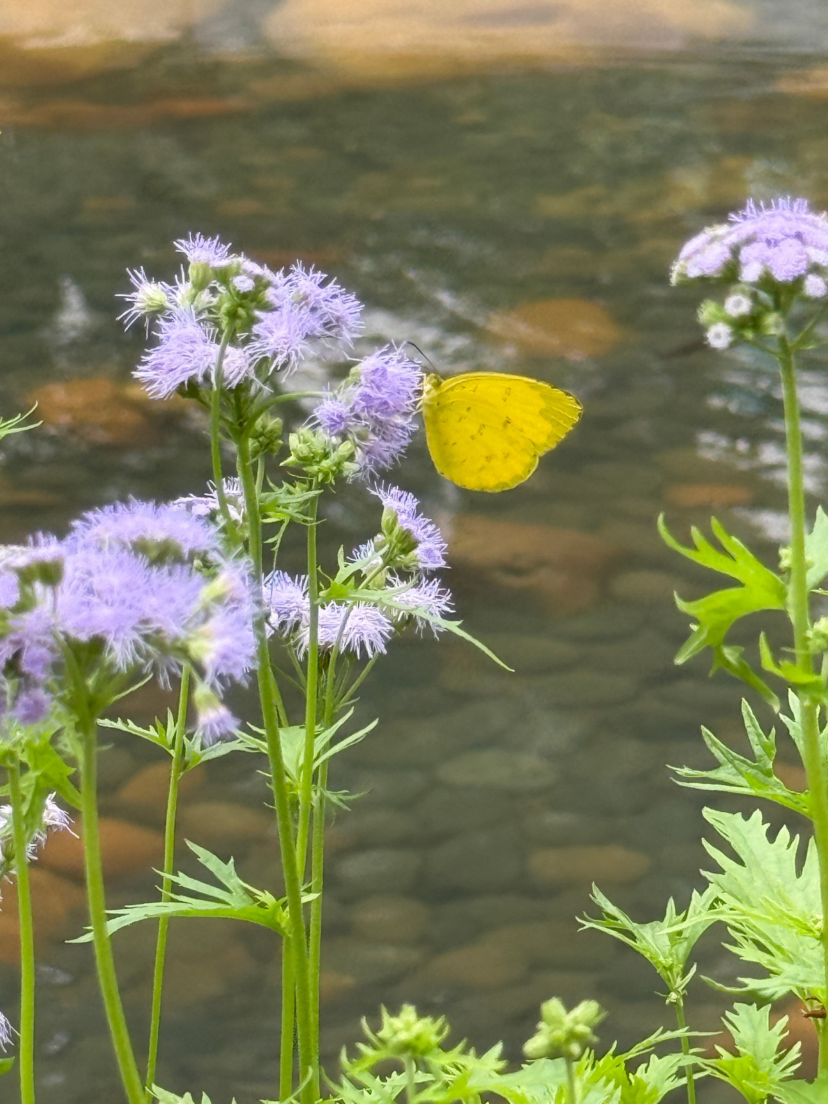 寬邊黃粉蝶 (Common grass yellow)