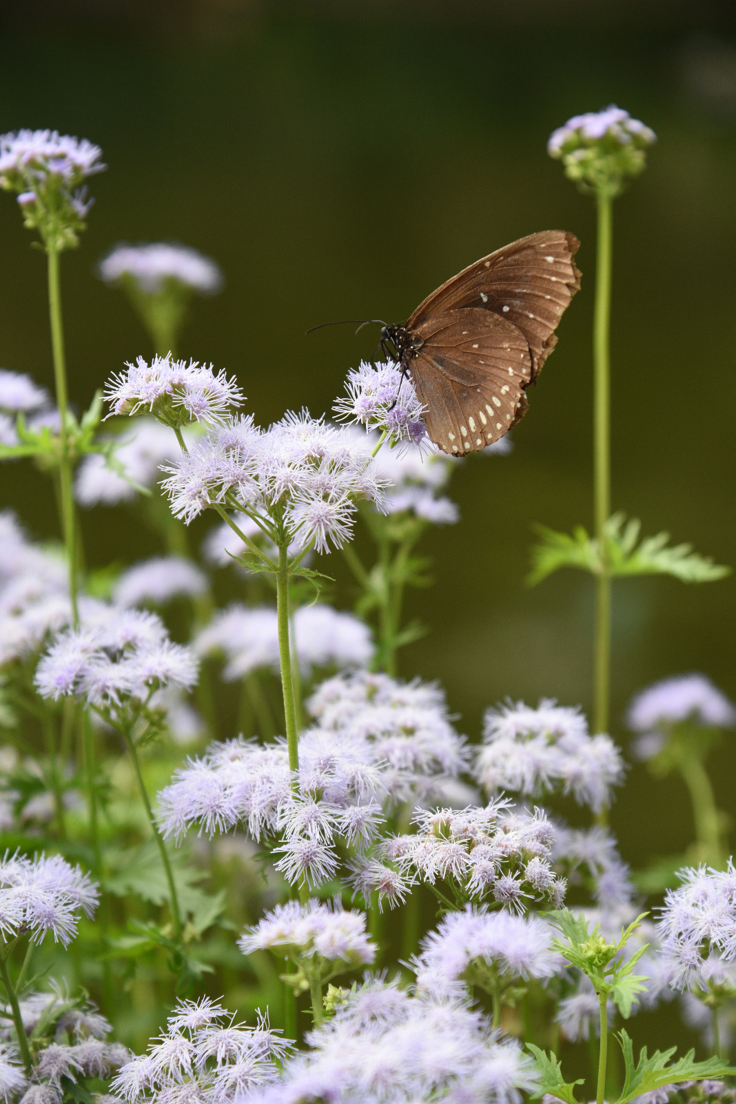 幻紫斑蝶 (Common crow butterfly)