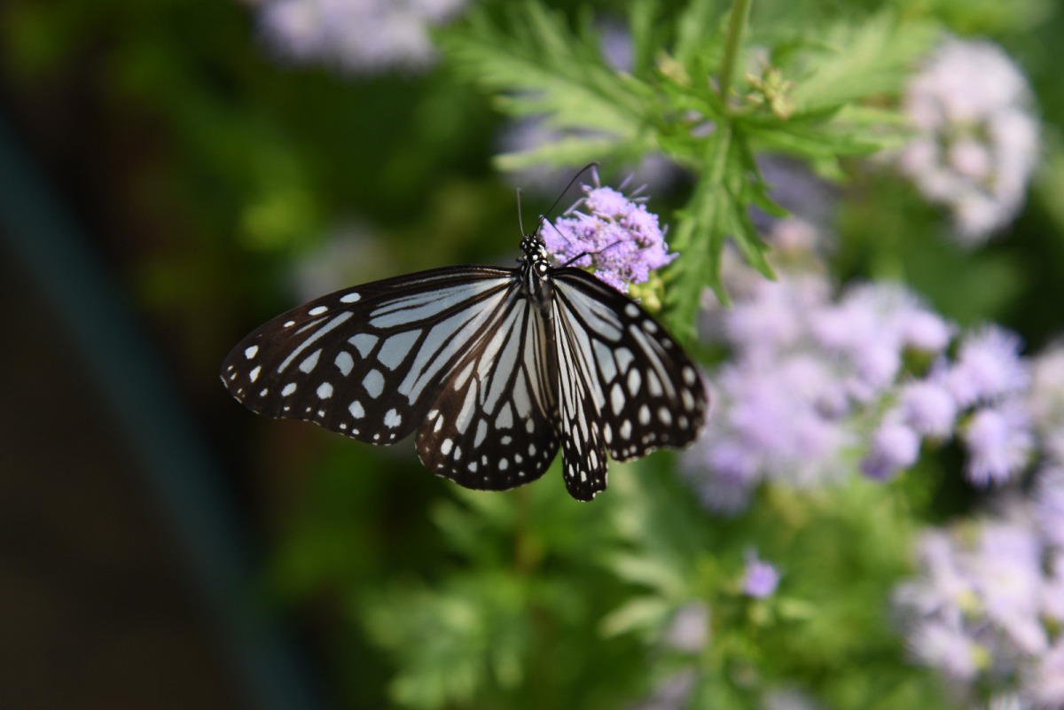 青斑蝶 (Blue tiger butterfly)