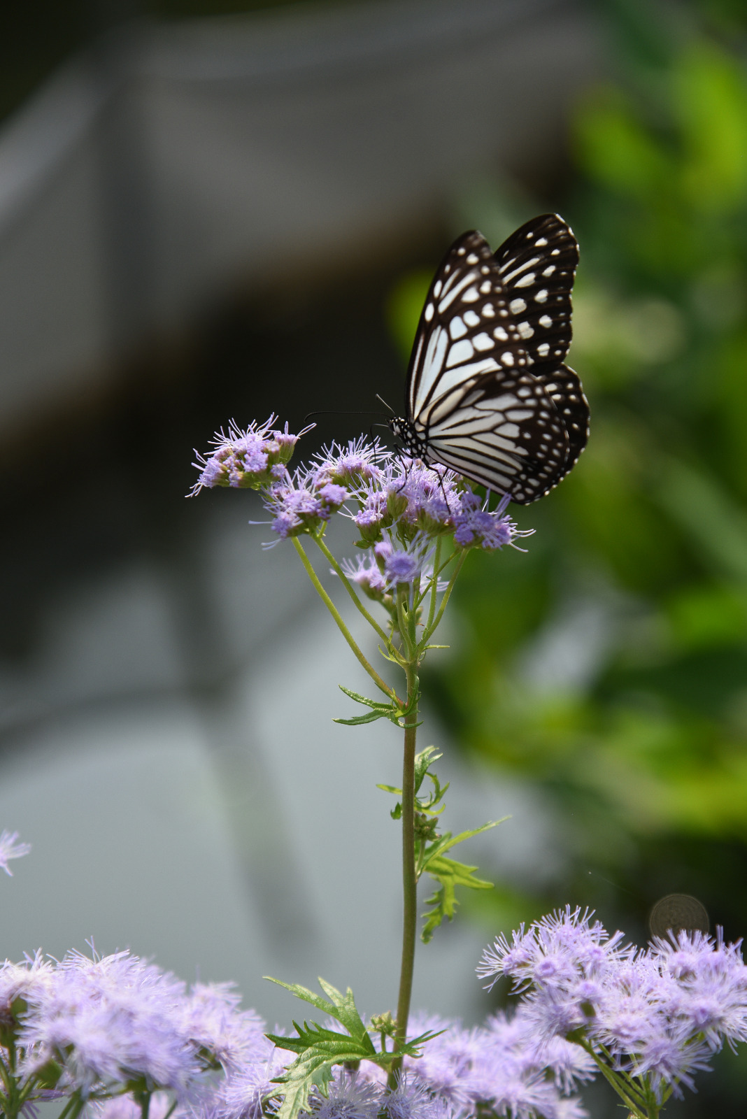 青斑蝶 (Blue tiger butterfly)