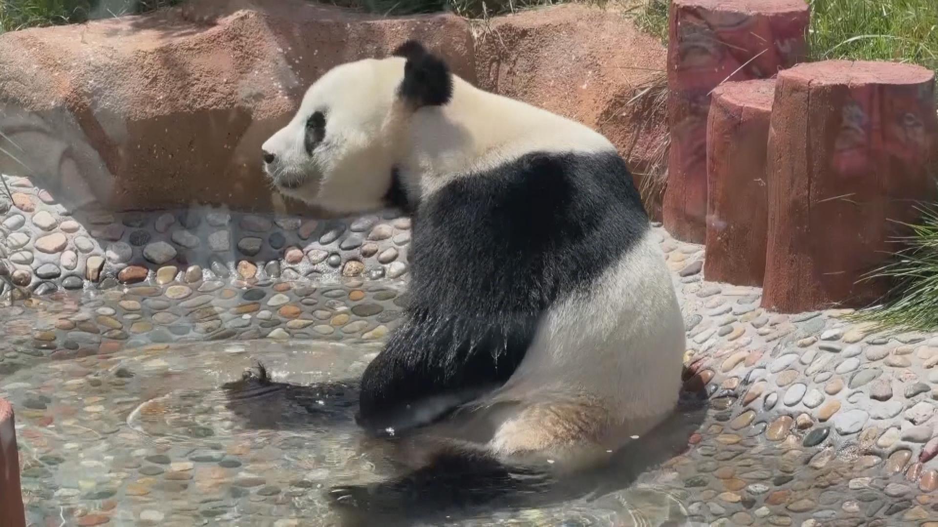 Picture_J.BJ.PANDA-1830_002.jpg