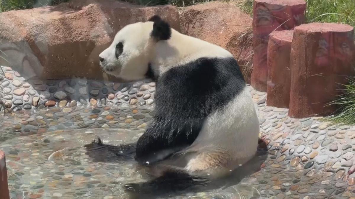 Picture_J.BJ.PANDA-1830_002.jpg