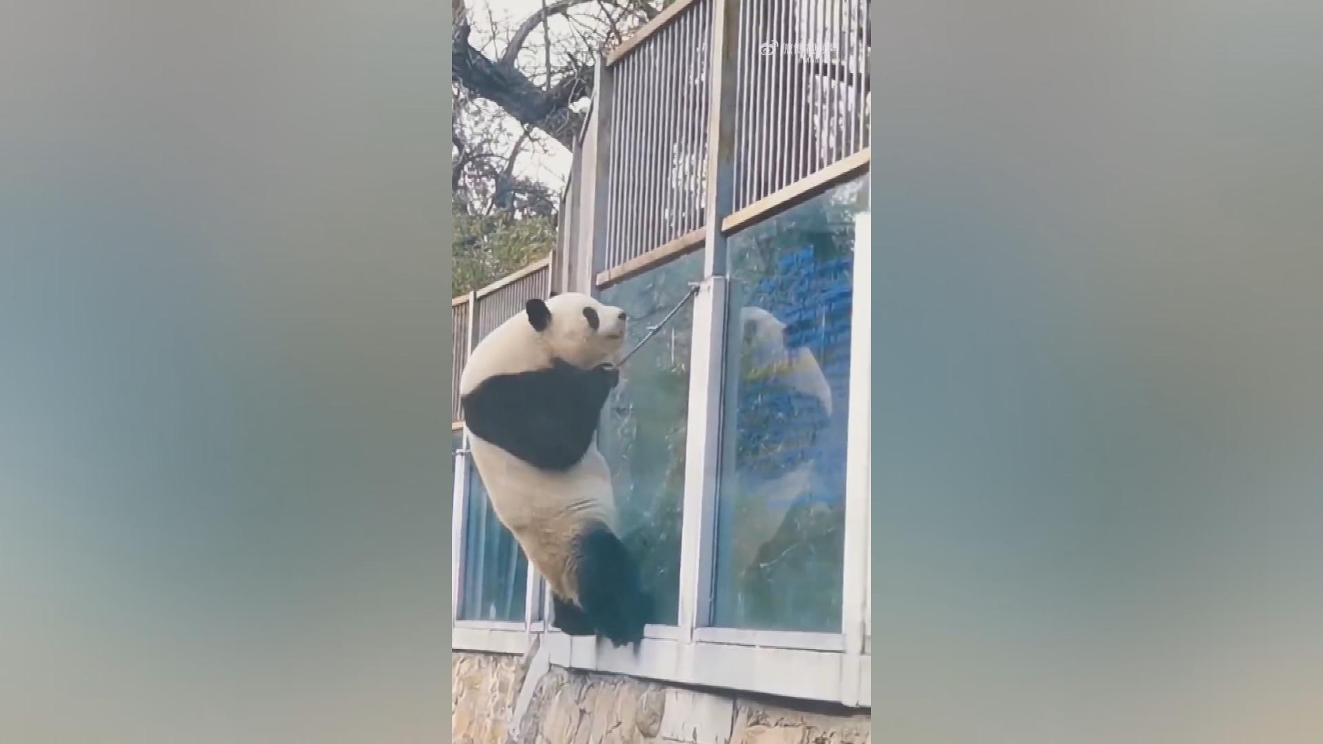 Picture_J.BJ.PANDA-2000.jpg