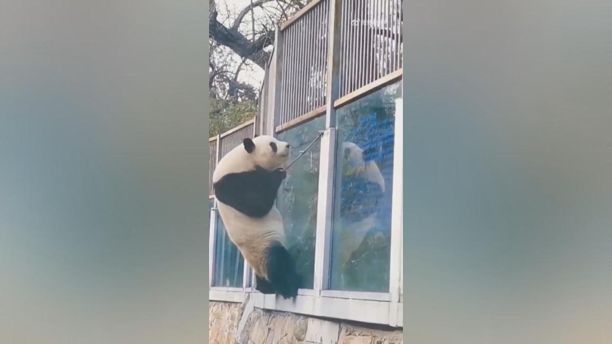 Picture_J.BJ.PANDA-2000.jpg