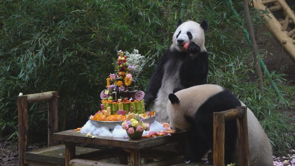 Picture_J.CQ.PANDACAKE.MTV.0623-0708.jpg