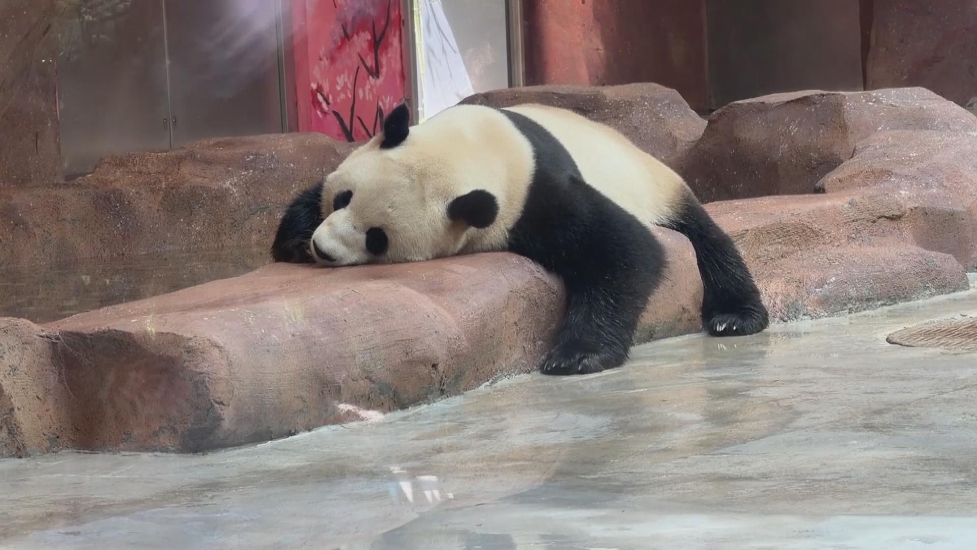 Picture_J.BJ.PANDA-1830_003.jpg