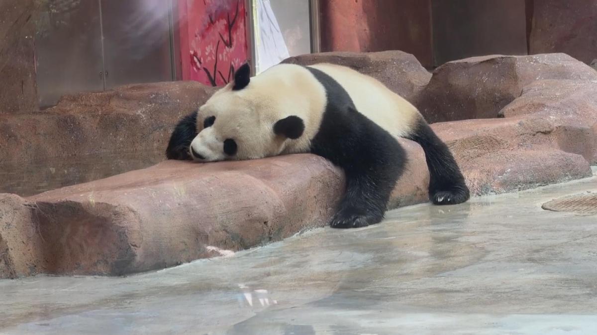 Picture_J.BJ.PANDA-1830_003.jpg