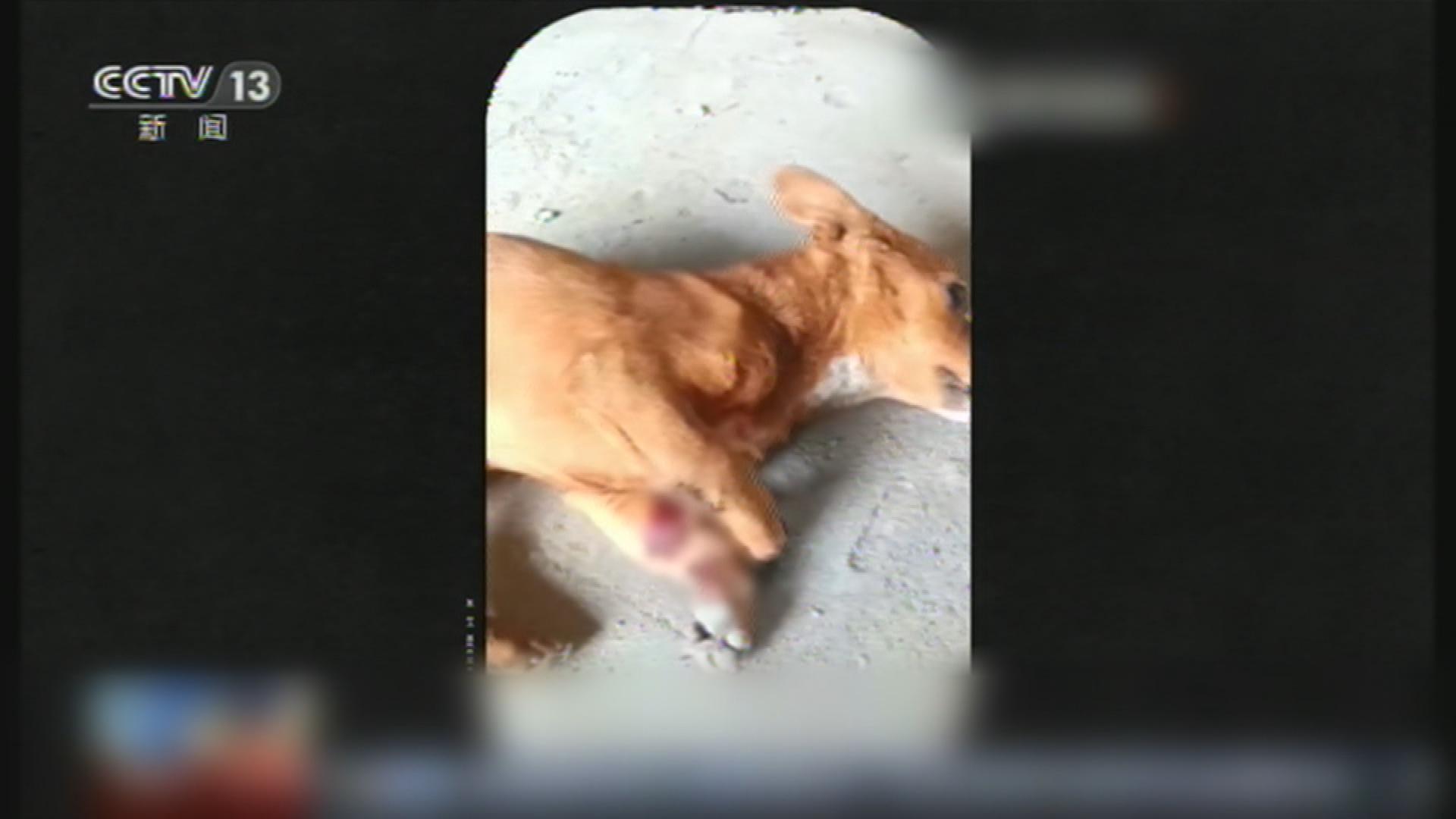 Picture_J.CN.DOG-HOLD_001.jpg
