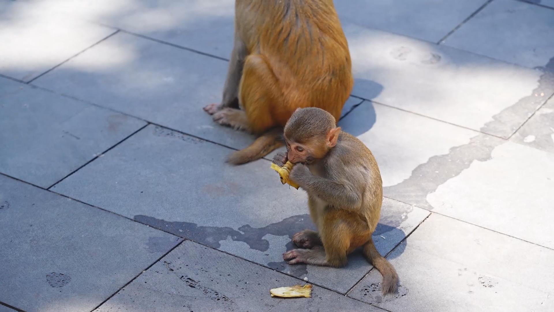 Picture_J.HN.MONKEY.MTV.0626-0715_002.jpg
