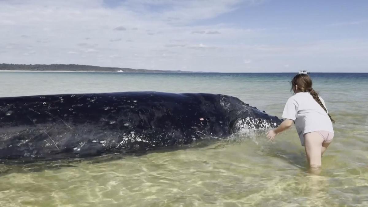 Picture_J.AUS.WHALE-1700.jpg