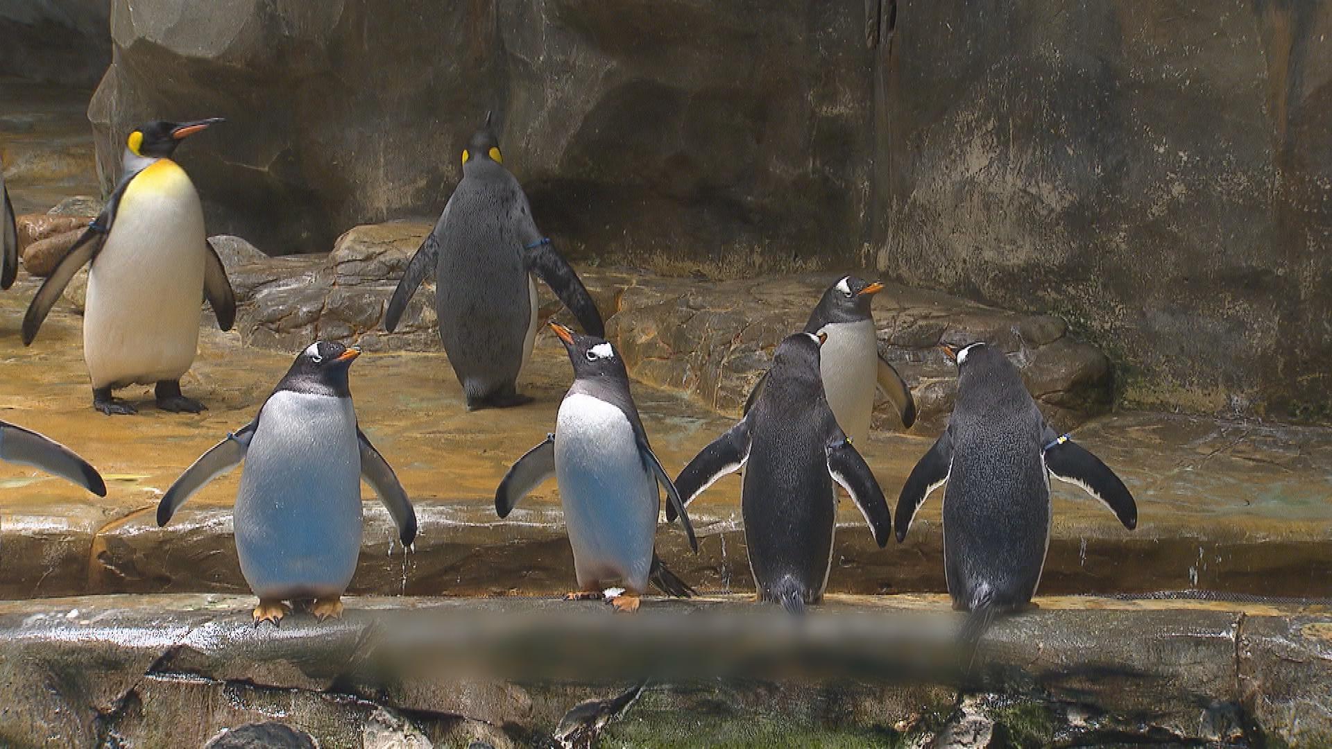 Picture_CC.J.OWN.PENGUIN HOLD.jpg