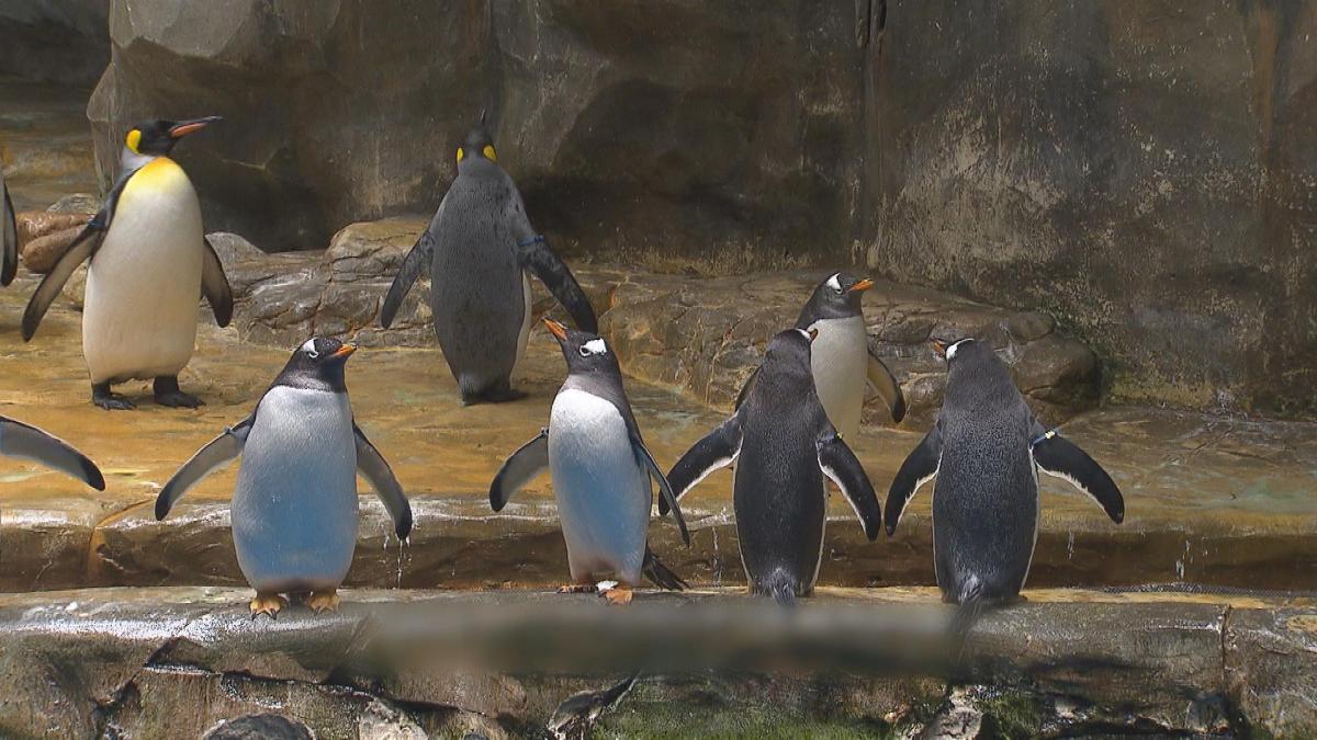 Picture_CC.J.OWN.PENGUIN HOLD.jpg