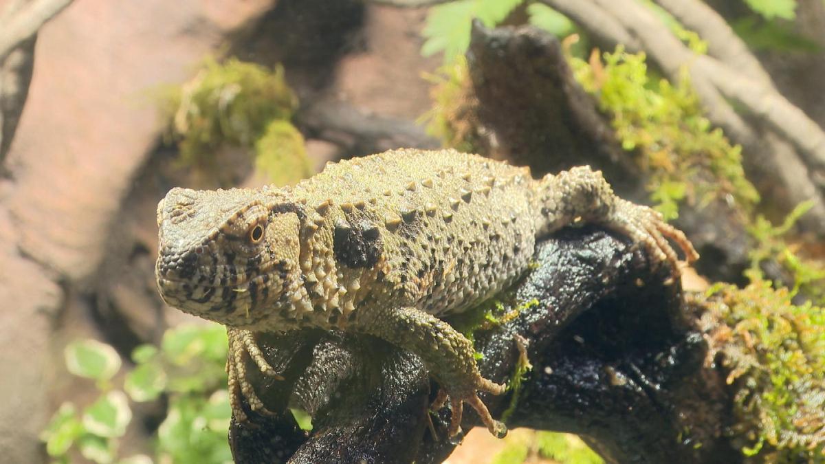 Picture_J.REPTILE-1830_003.jpg