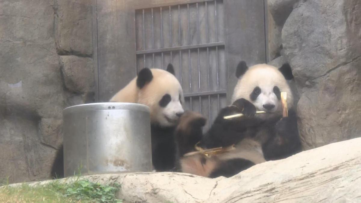 Picture_J.PANDA-1300_003.jpg