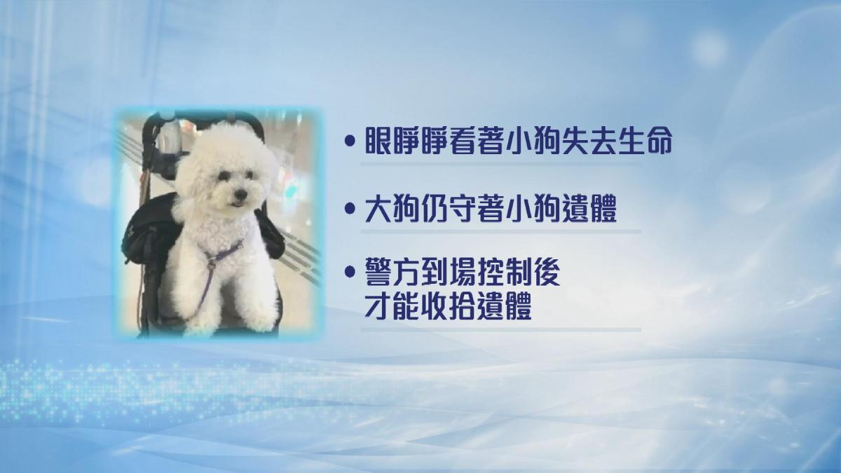 Picture_J.DOG.FOLO-1300_006.jpg