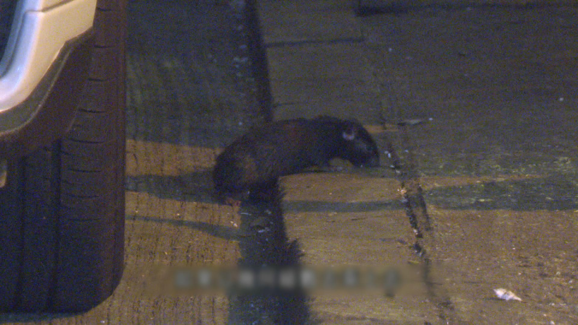 Picture_J.SP.MOUSE 1830._001.jpg