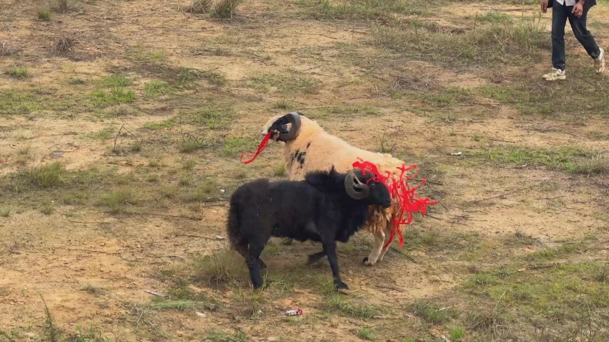 Picture_J.SC.SHEEP.MTV.0807-0826_001.jpg