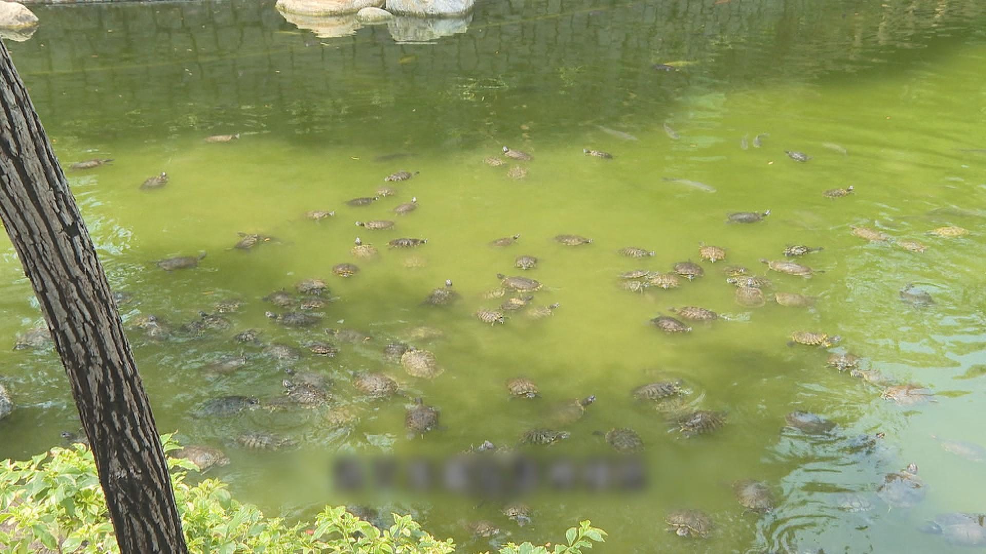 Picture_CC.J.TURTLE.PARK HOLD.jpg