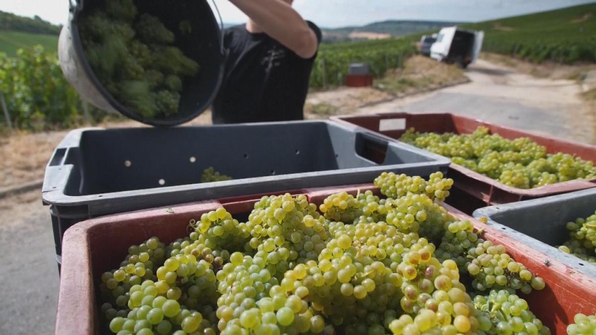 Picture_GV.FRA.WINE-CLEAN.jpg