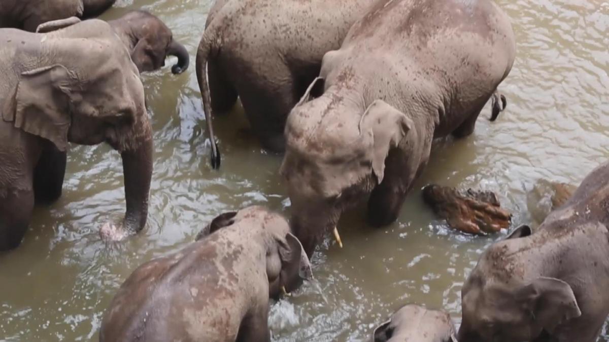 Picture_CC.J.YN.ELEPHANT.0730-0828_001.jpg