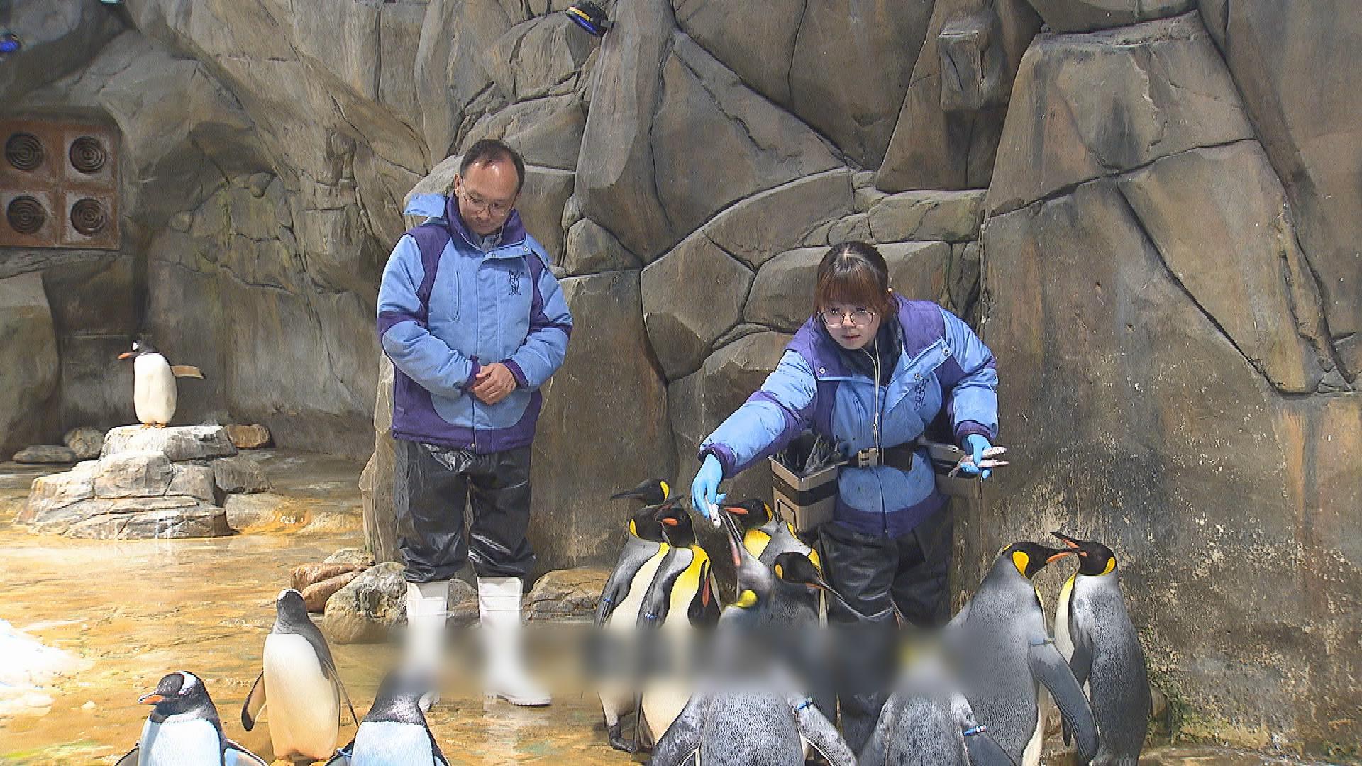 Picture_CC.J.OWN.PENGUIN HOLD_001.jpg
