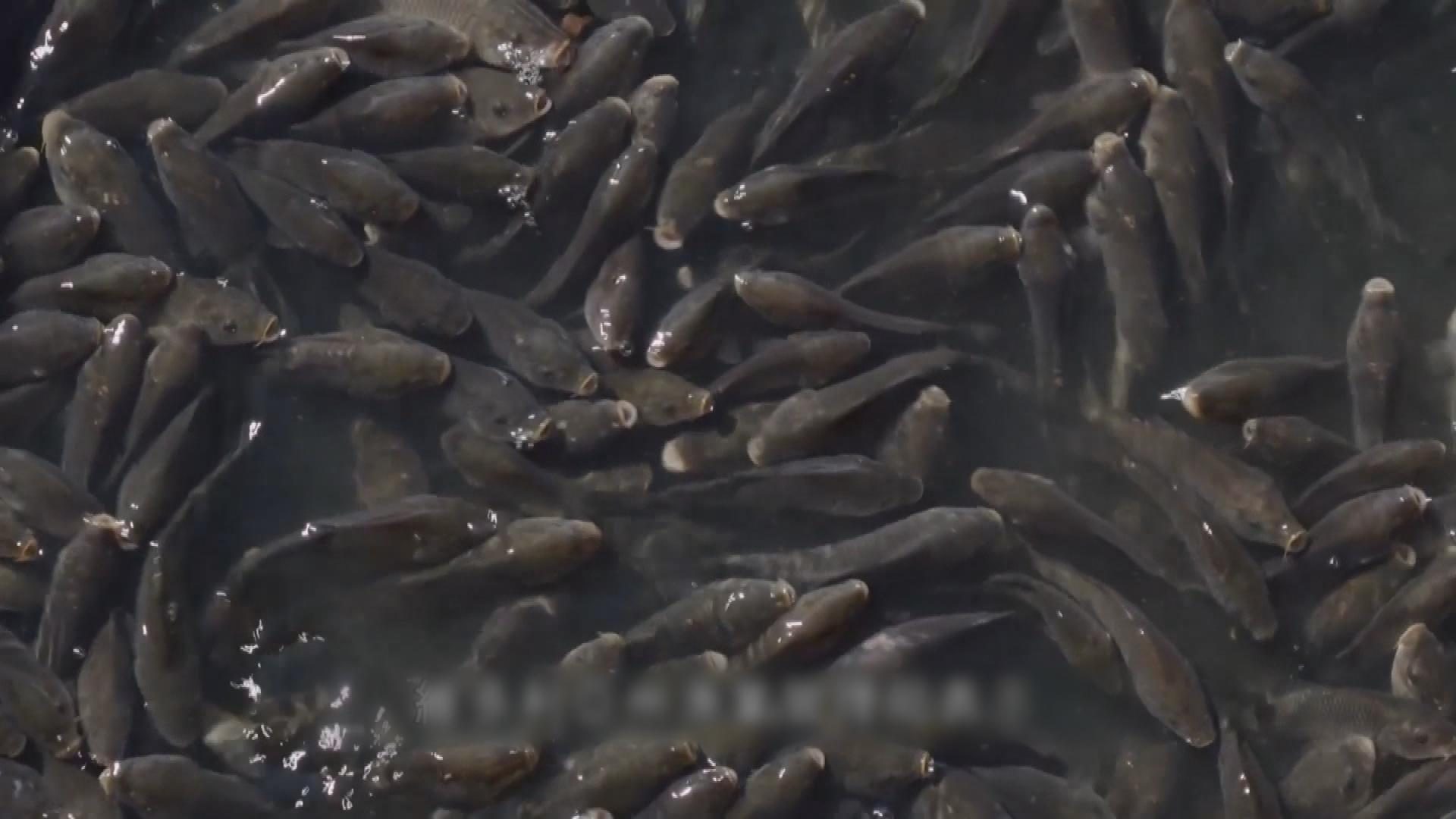 Picture_J.AUS.CARP 1700_003.jpg