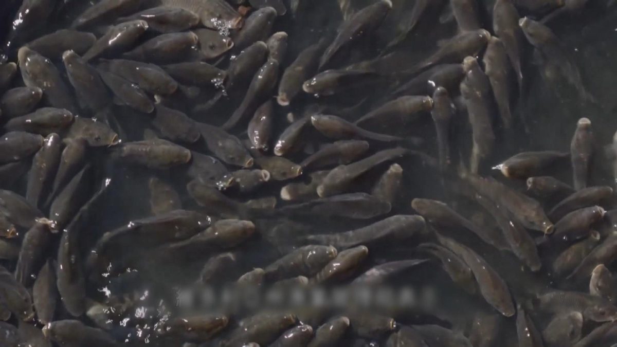 Picture_J.AUS.CARP 1700_003.jpg