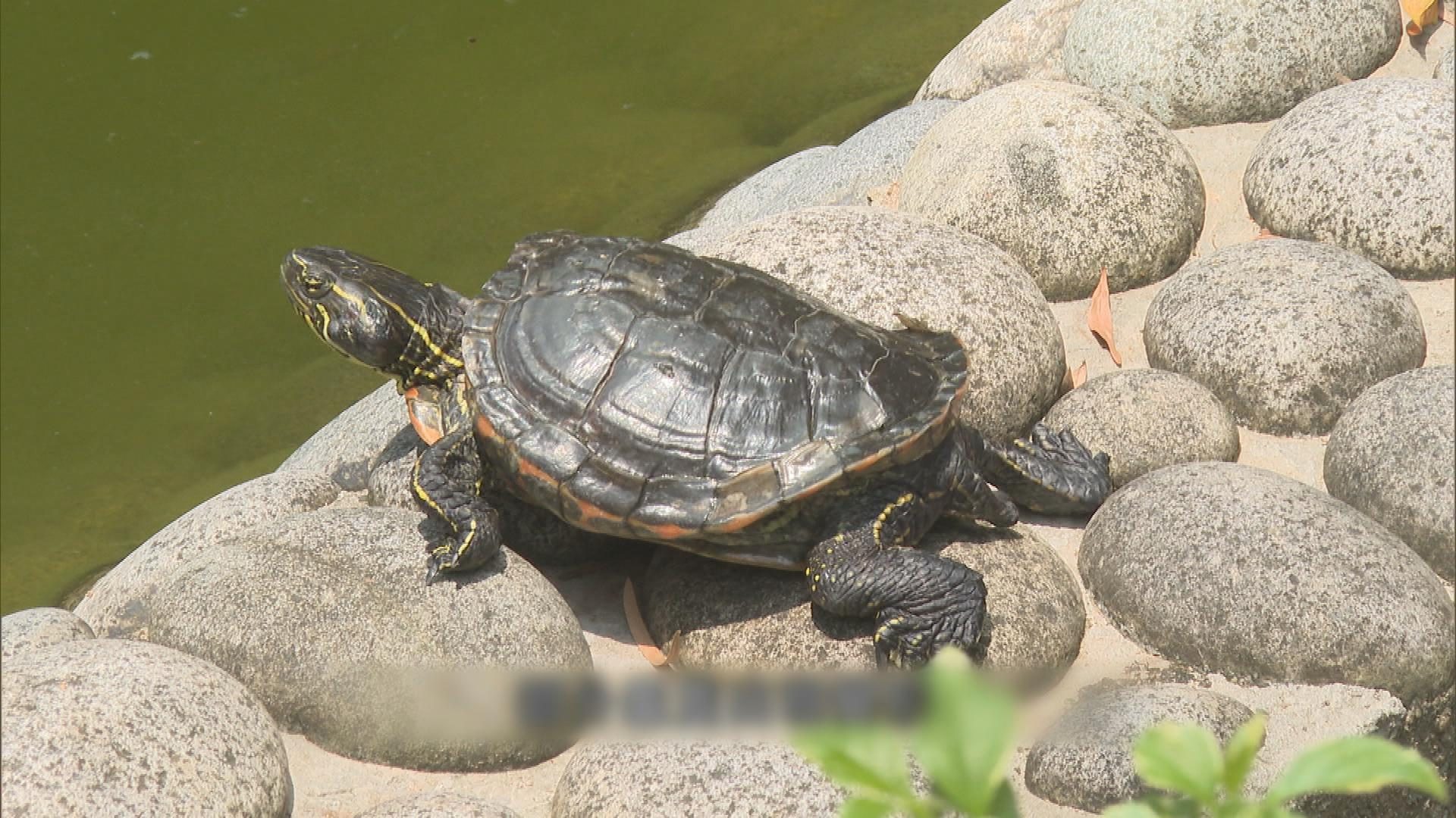 Picture_CC.J.TURTLE.PARK HOLD_001.jpg
