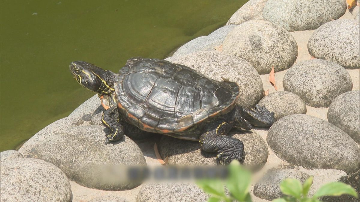 Picture_CC.J.TURTLE.PARK HOLD_001.jpg
