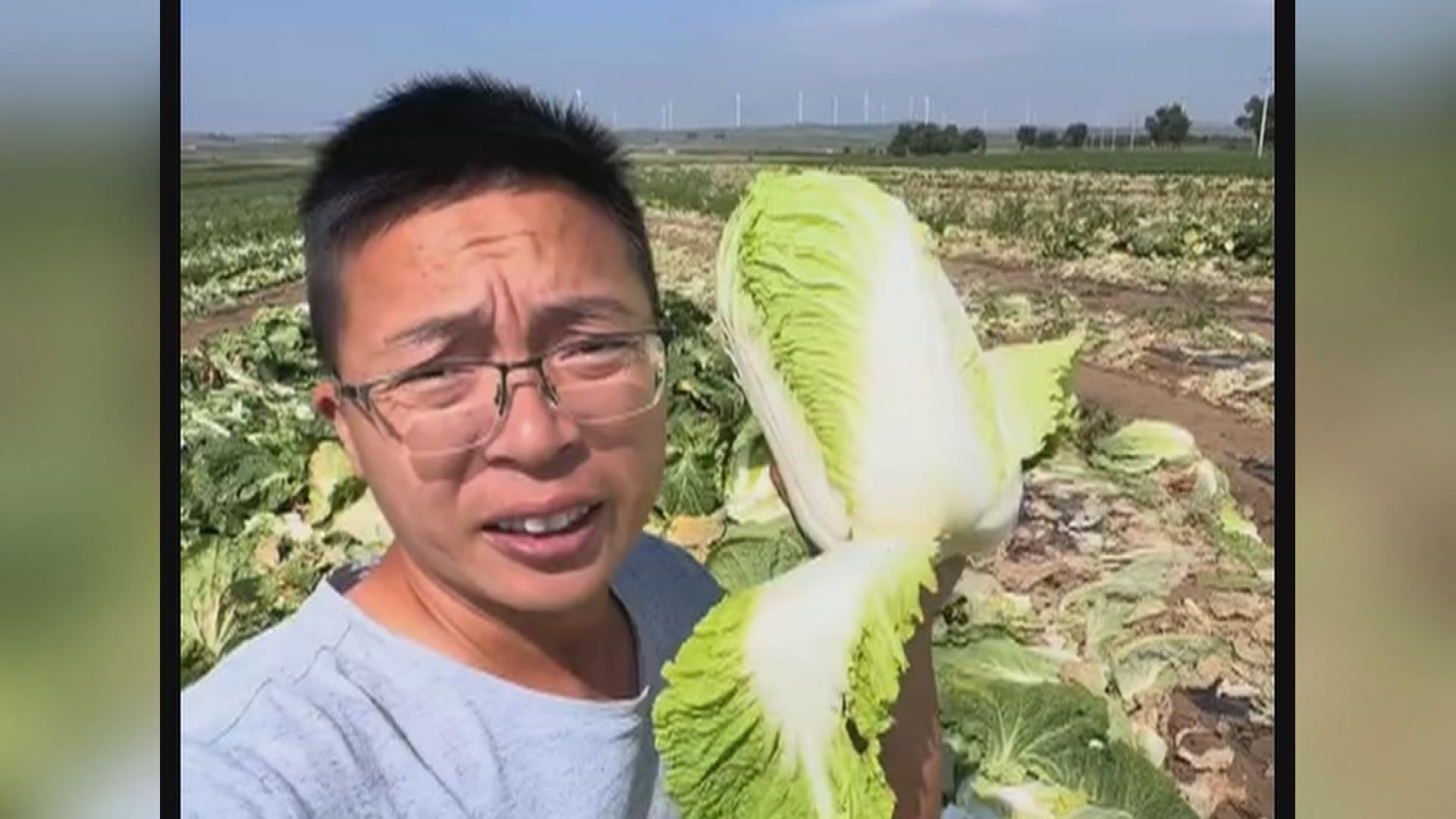 Picture_CC.J.CN.CABBAGE-1600_001.jpg