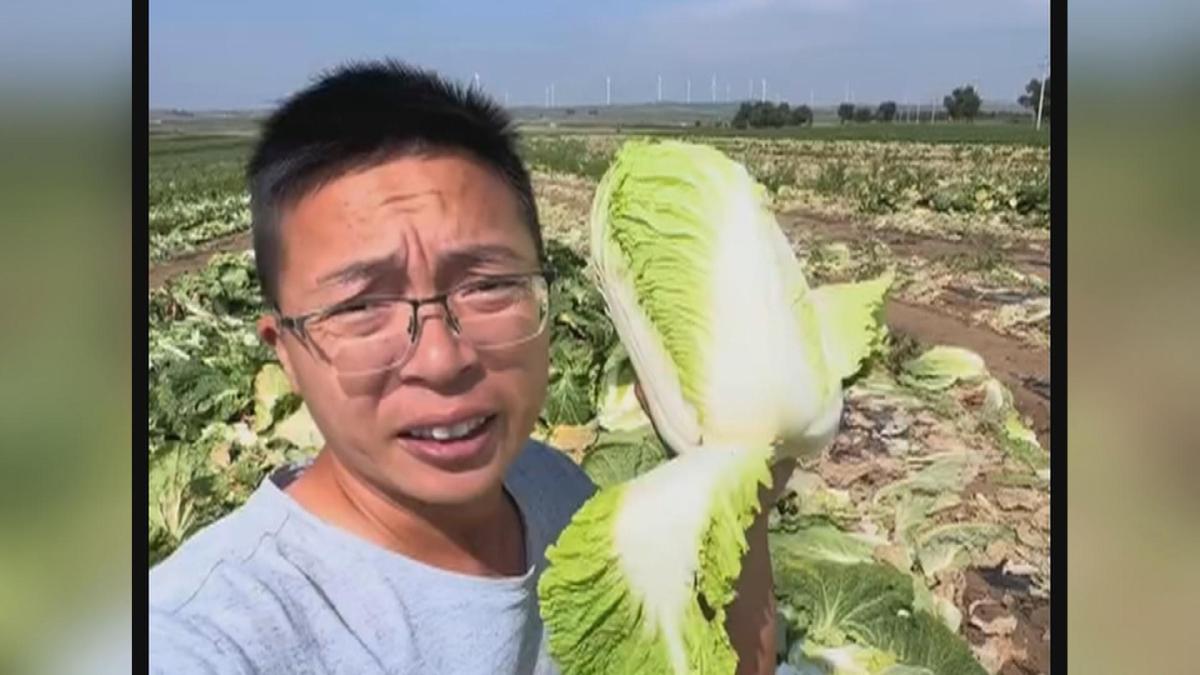 Picture_CC.J.CN.CABBAGE-1600_001.jpg
