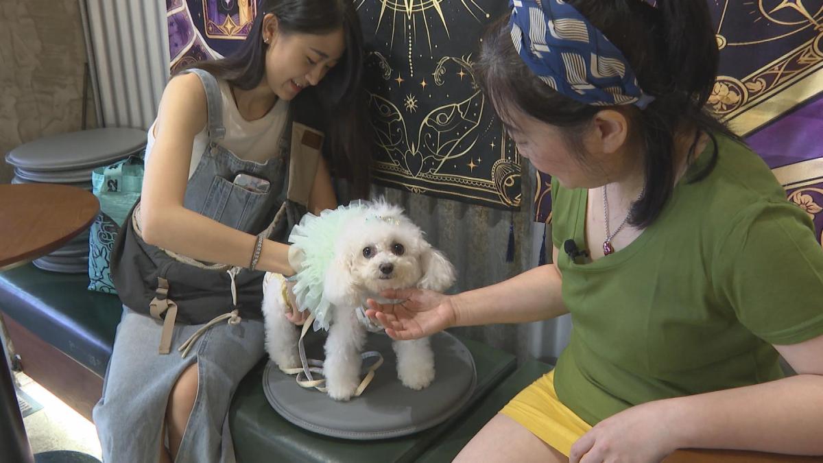 Picture_J.NM.DOG-HOLD.jpg