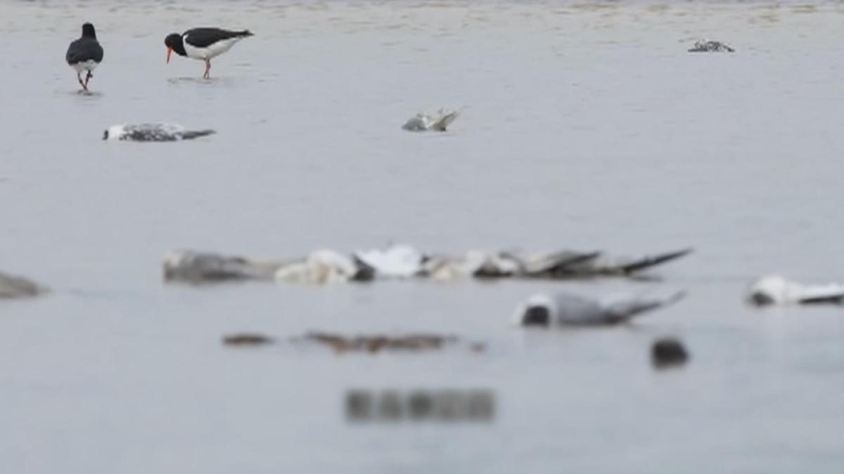 Picture_J.AUS.BIRD 1700._001.jpg