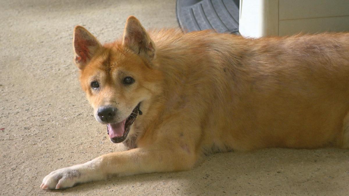 Picture_J.DOG-1830_002.jpg