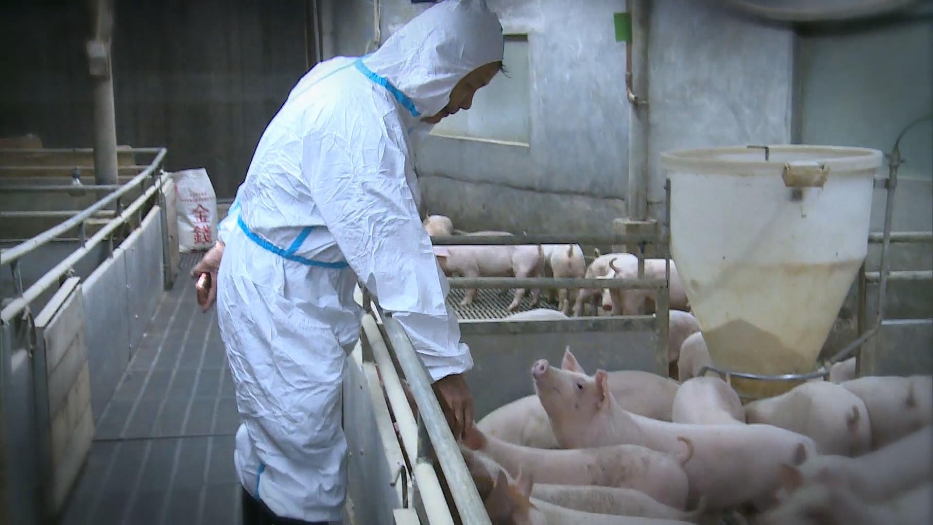 Picture_XR.PIG.EP395.港豬上樓_003.jpg