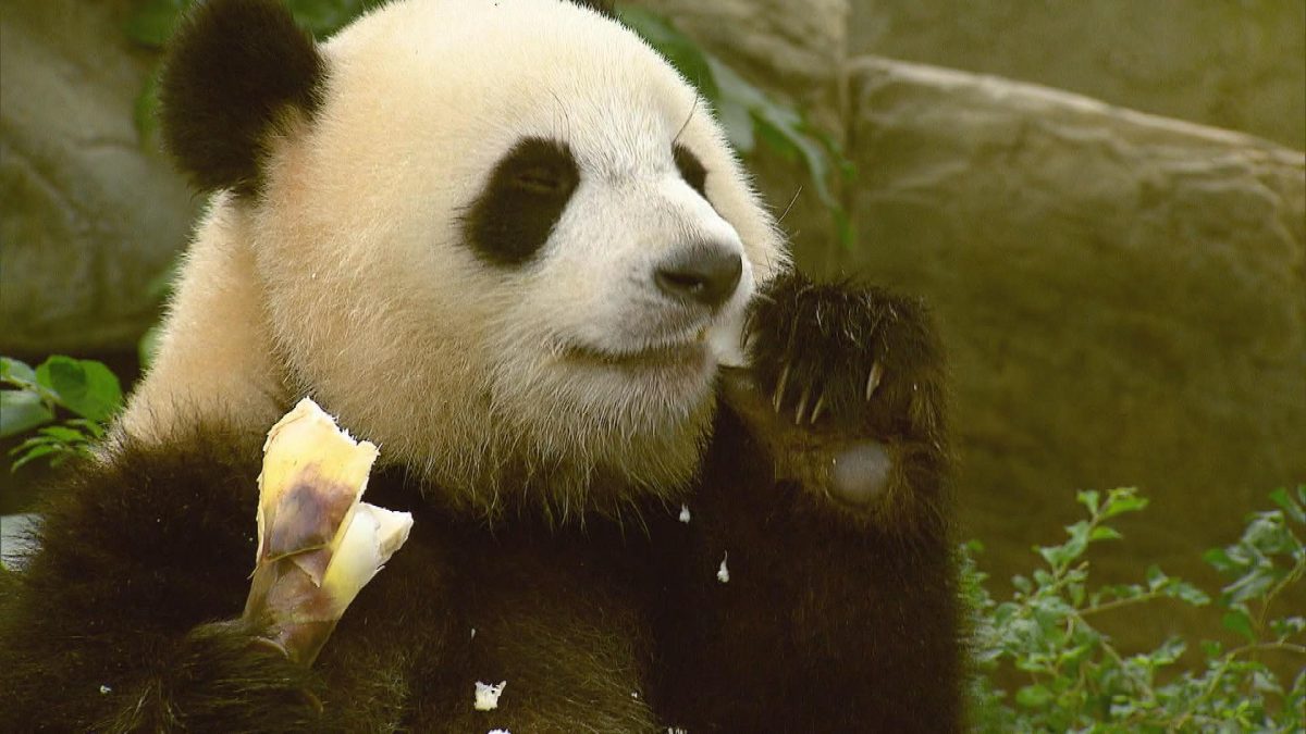 Picture_J.PANDA.MV 1830_006.jpg