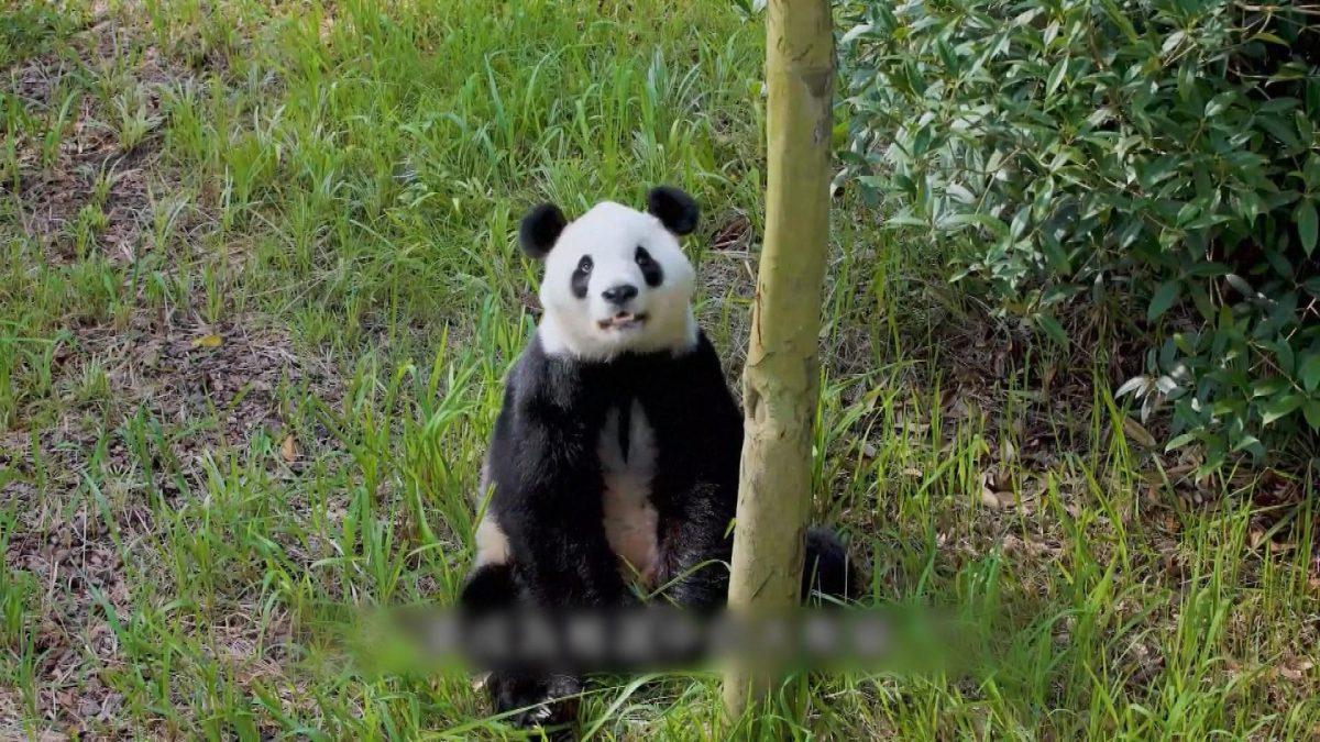 Picture_J.CN.PANDA 2000.jpg