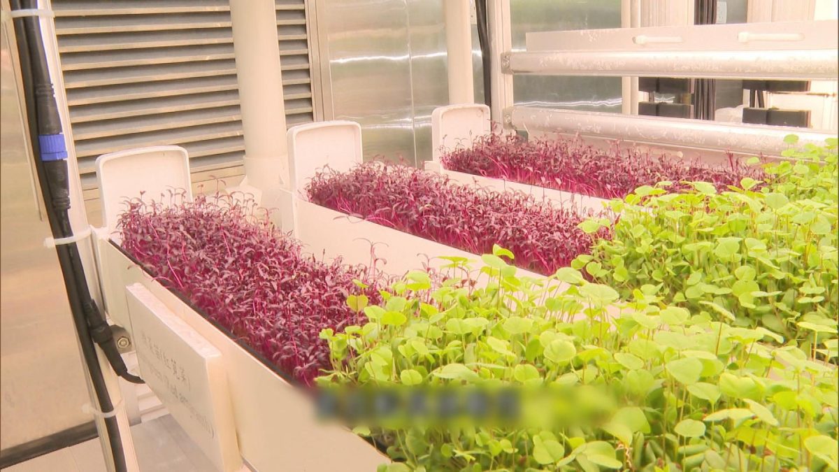 Picture_J.FARM 1700_001.jpg
