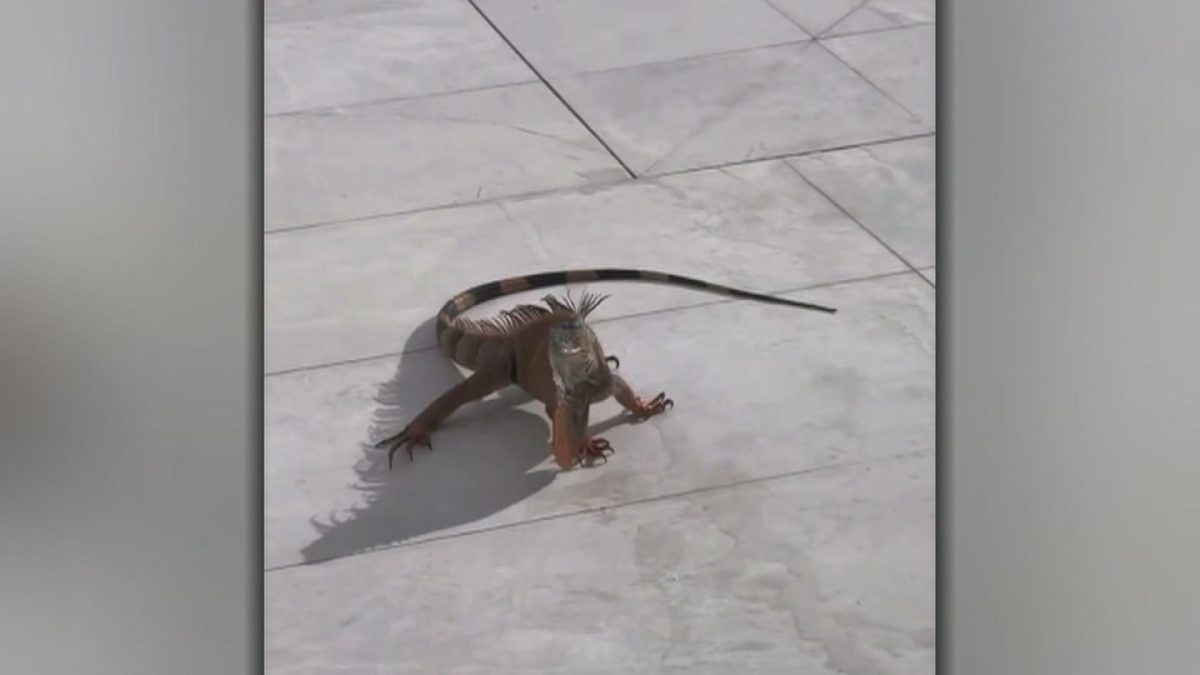 Picture_JS.GIANNIS.LIZARD 1700 ANY.jpg