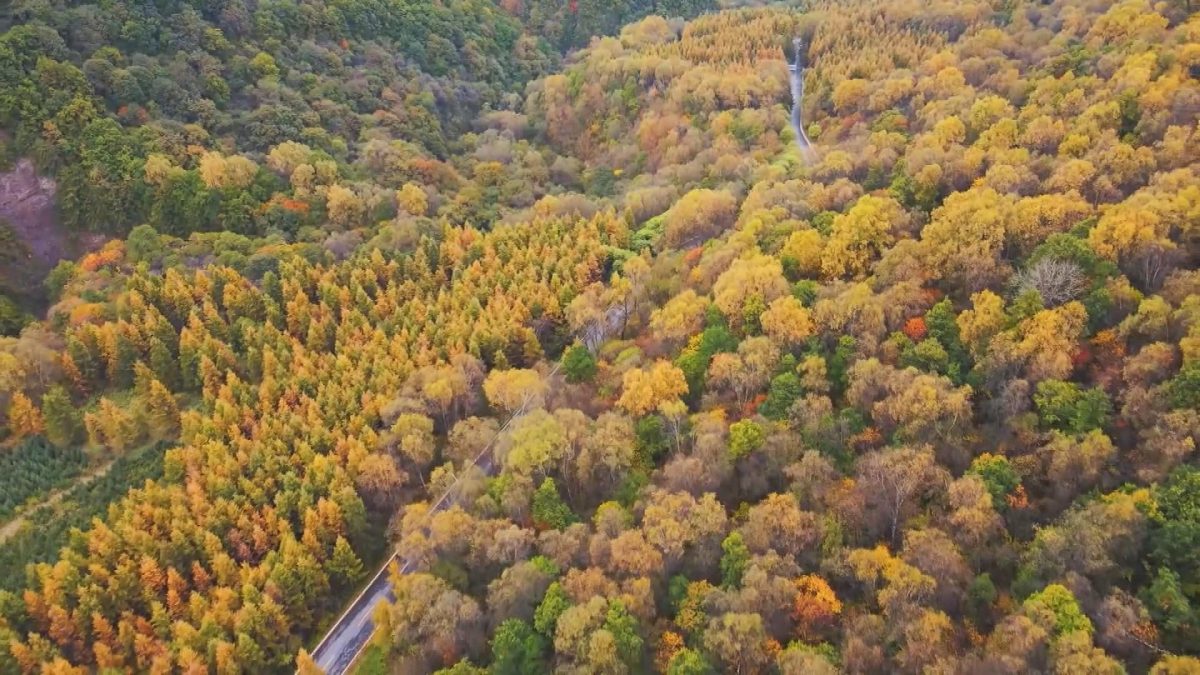 Picture_J.NX.AUTUMN.MTV.0902-0924_003.jpg