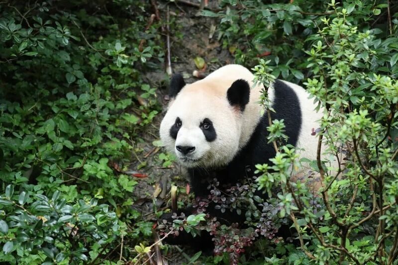 PINGPING PANDA