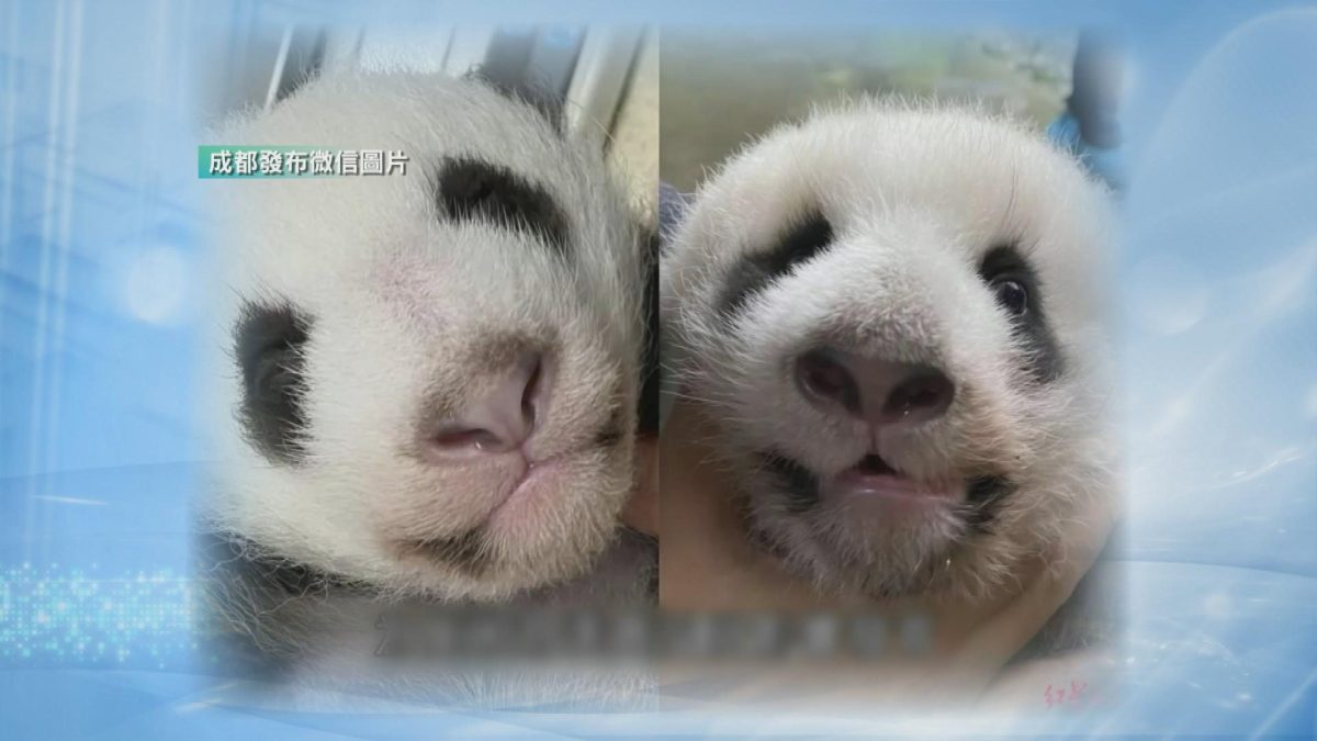 Picture_J.CN.PANDA 1830_001.jpg