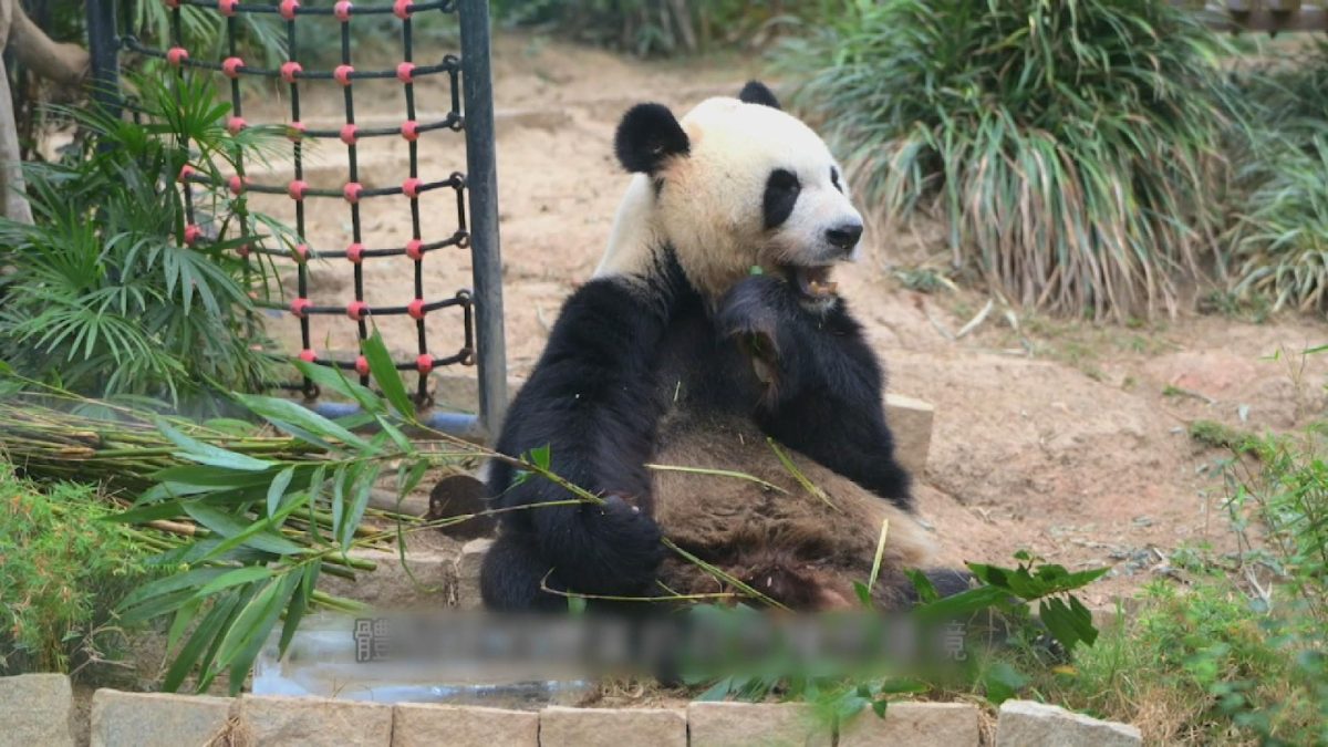Picture_J.M.PANDA 1830_003.jpg