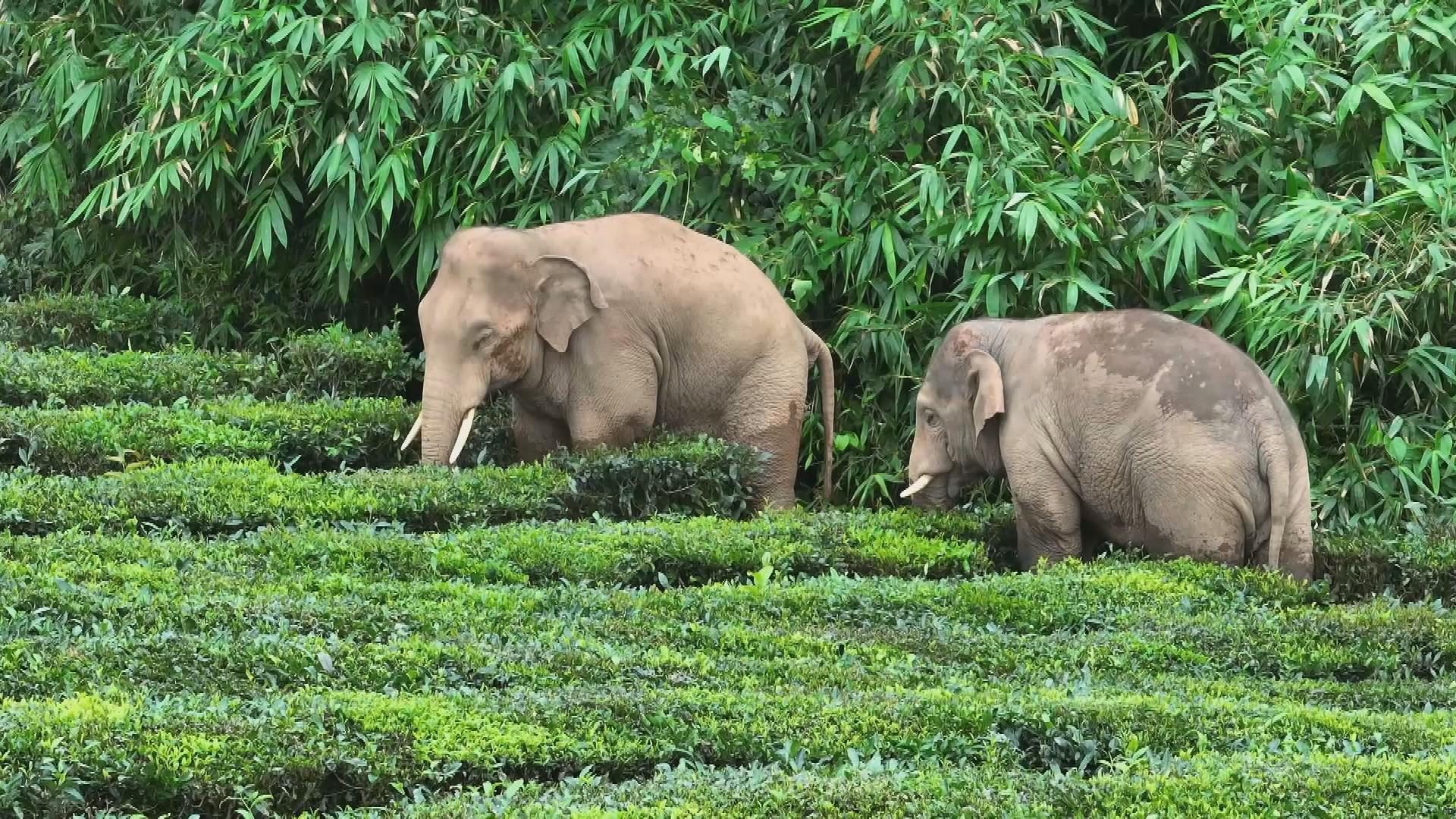 Picture_J.YN.ELEPHANT.MTV.0812-0903.jpg