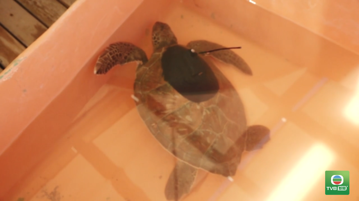 0912 TURKEY.TURTLE