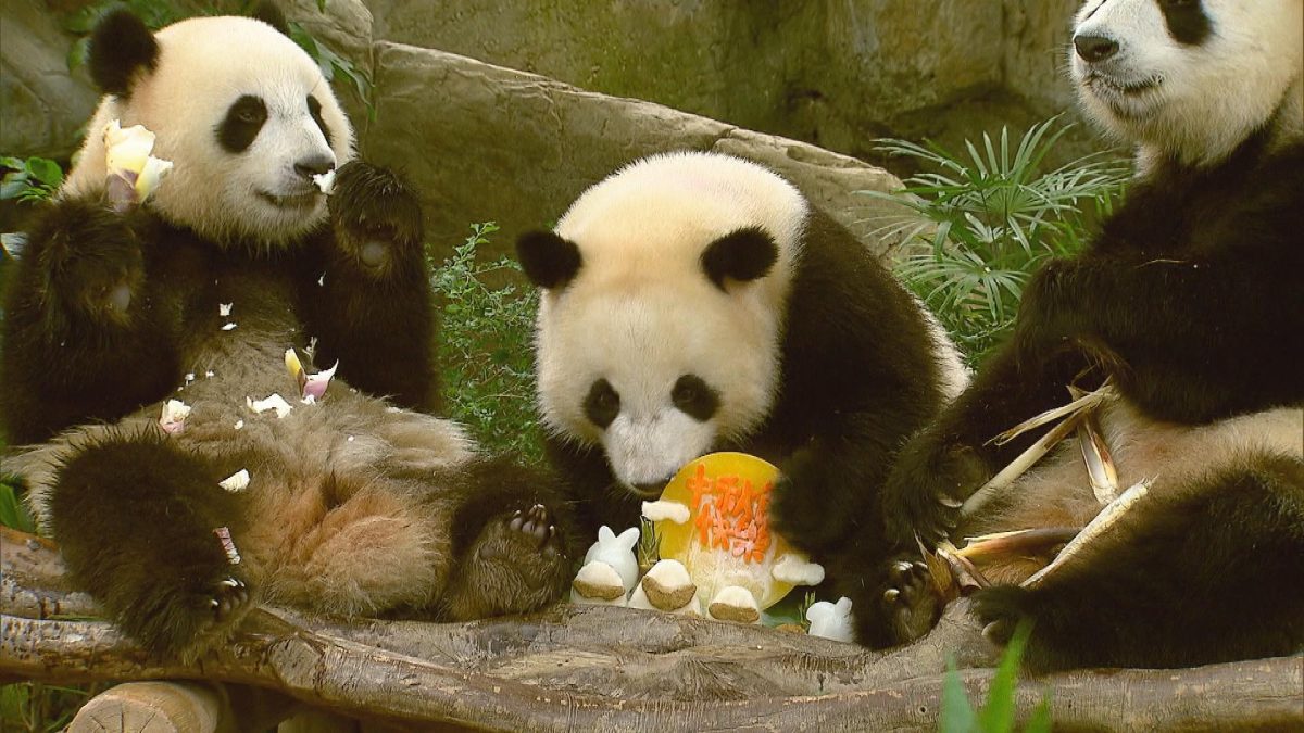 Picture_J.PANDA.MV 1830_001.jpg