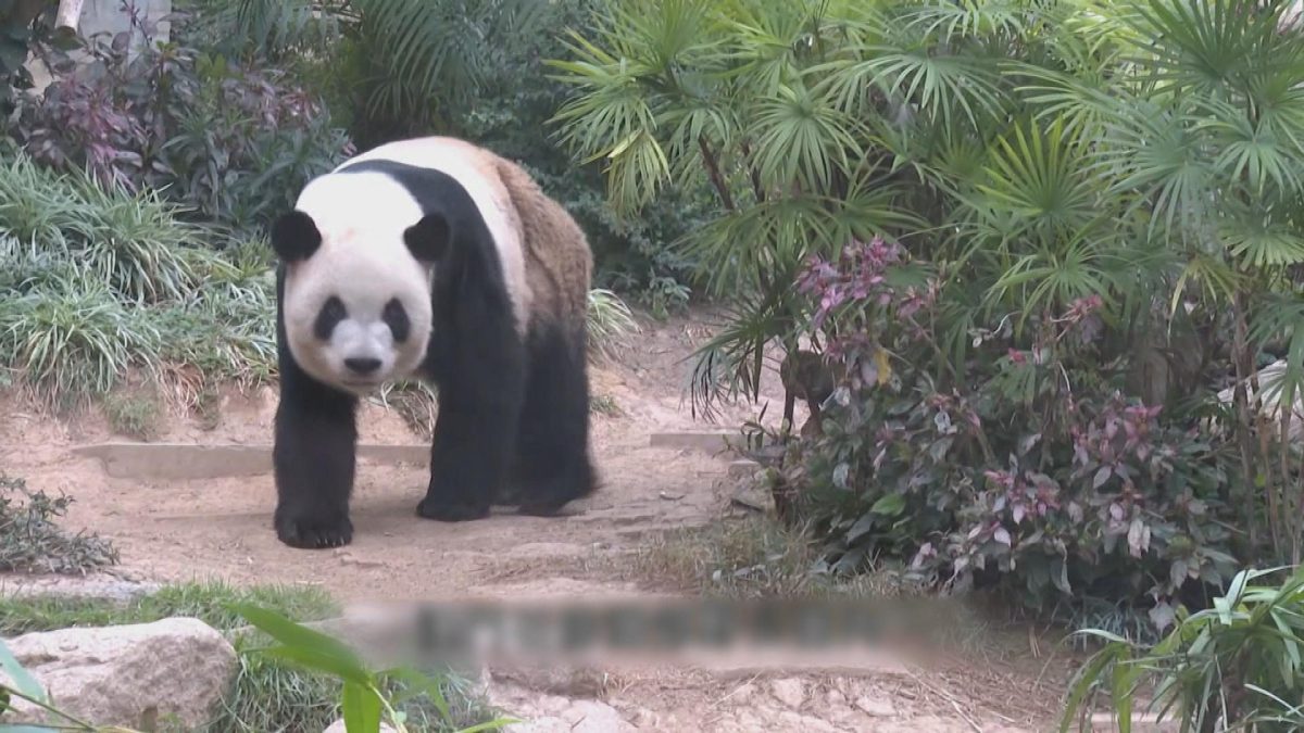 Picture_J.M.PANDA 1830.jpg