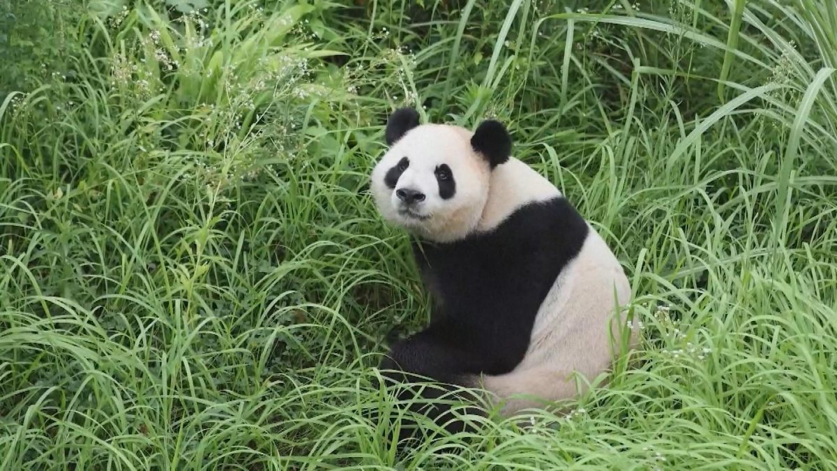 Picture_CC.J.CN.PANDA-2000.jpg