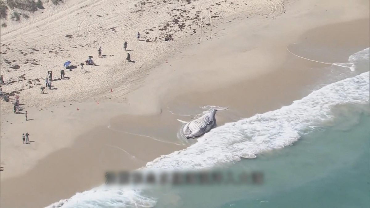 Picture_J.AUS.SHARK 1700_001.jpg